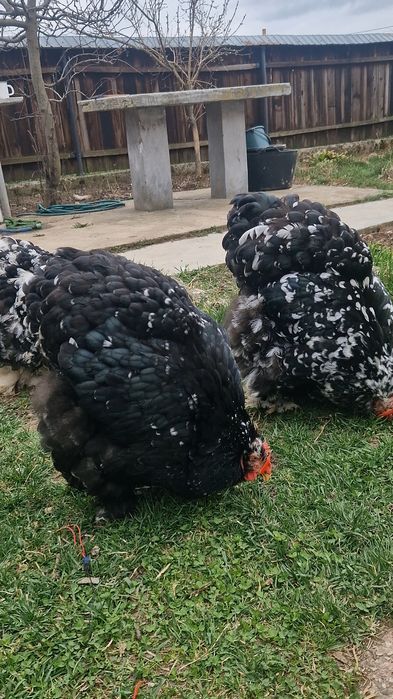 Cochinchina urias bobat si galben
