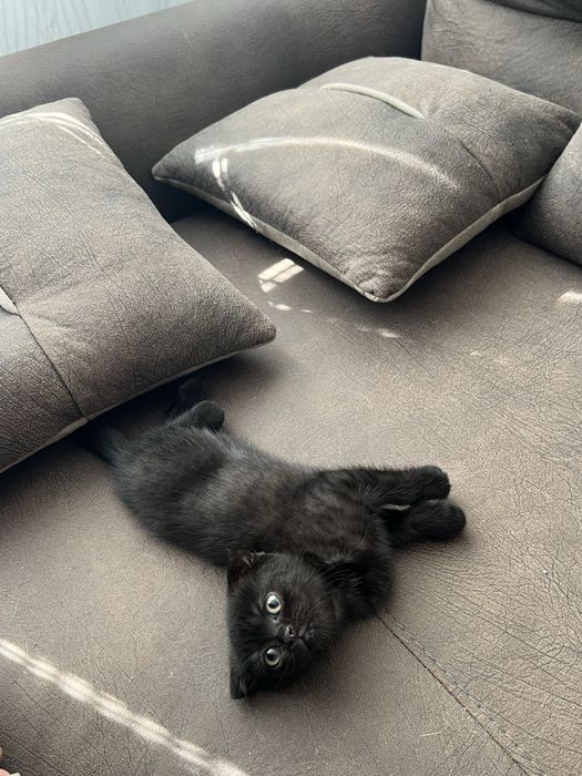 Шотландско клепоухо коте