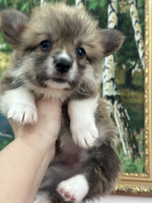 Вельш корги пемброк