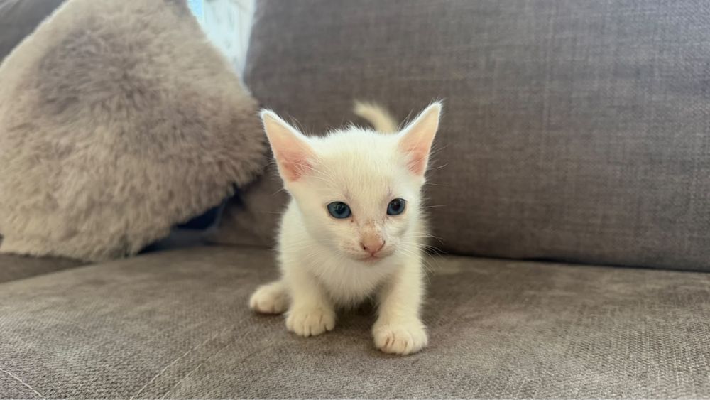 Котята отдам бесплатно