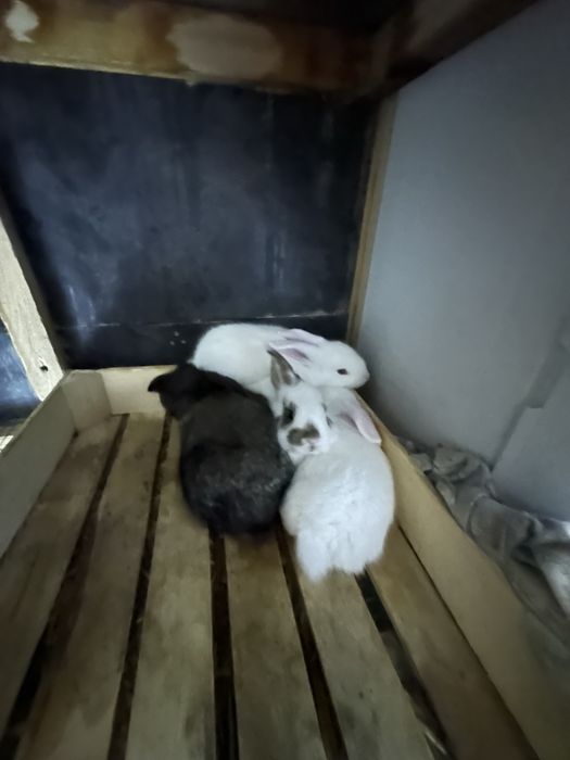 Quyonla sotiladi qafasi bilan