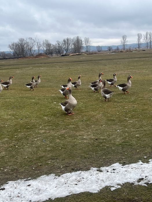 Продавам гъски и петли