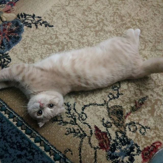 Кот ищит вязку скоттиш фолд