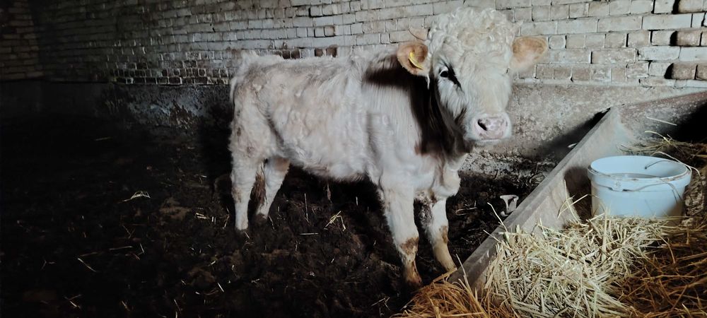 Rassiyski simmental Tish buzmagan o'jak sotiladi. Manzil Urganch.