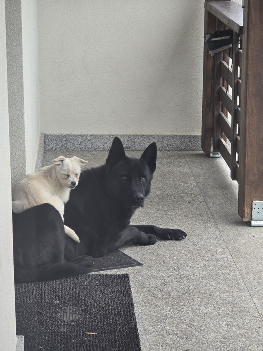 Donez cățelușa de talie mica