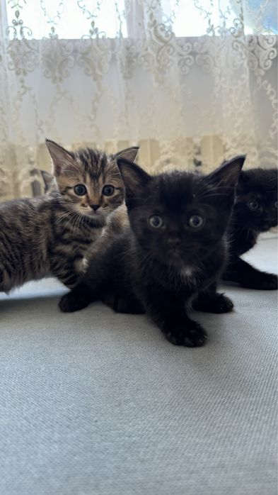 Отдам котят в добрые  руки! В дар!