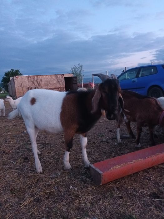 Vând țap de rasă