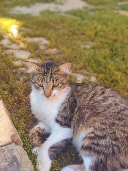 Котик Васька ищет дом