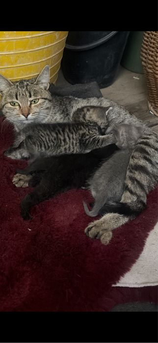 отдам котят в добрые руки
