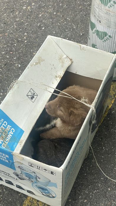 Кушік ченок Казакы 1 айлык таудың итінің баласы багасы 15000