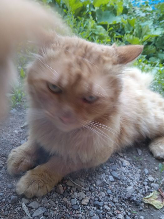 Найден рыжий кот