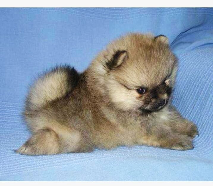 Померанский шпиц 1,5 мес, помиранский