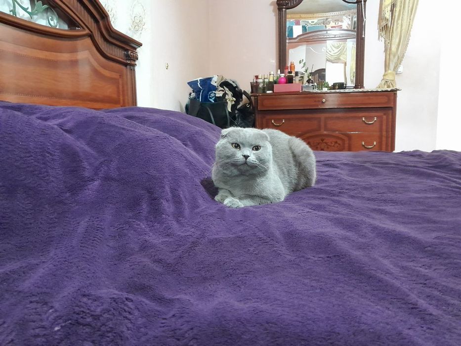 Viyaskaga Shatlanski seriy  o'g'il bola