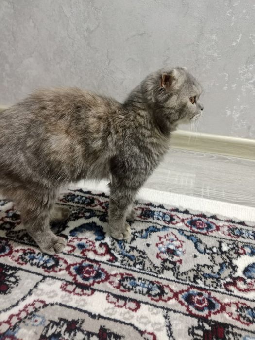 Срочно продается вислоухая кошка