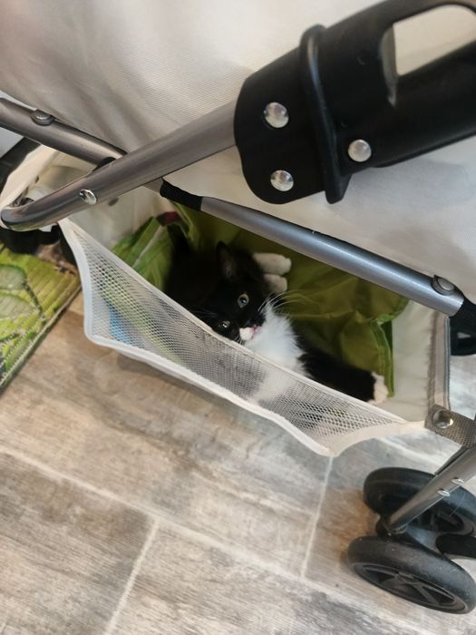 Пристраивается очень ласковая котёнок девочка