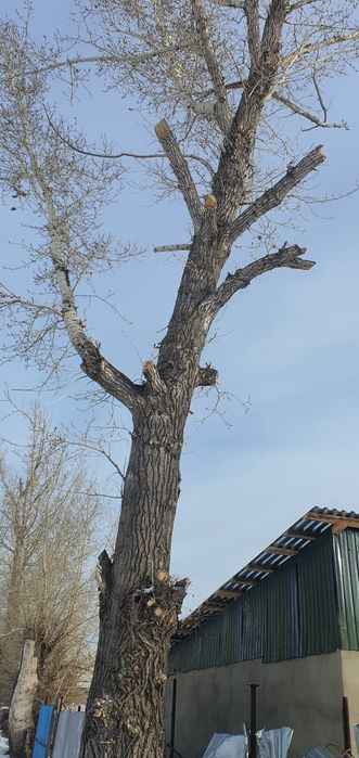 Продам сухой Тополь