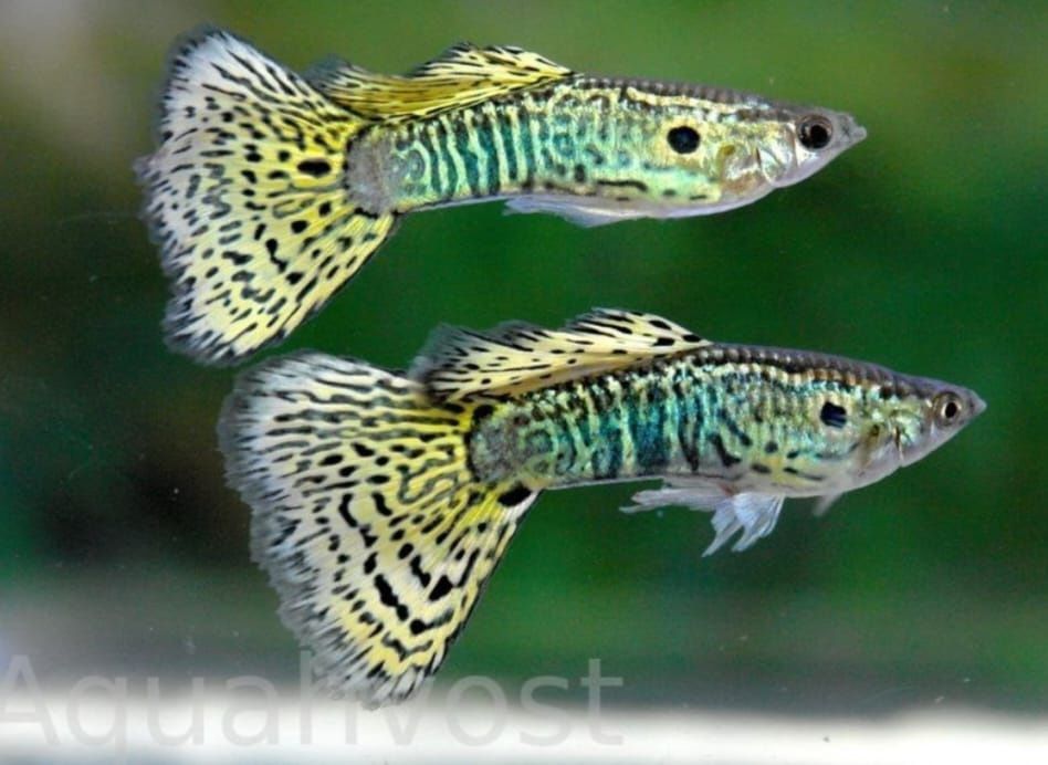 Рыбки для акварюма