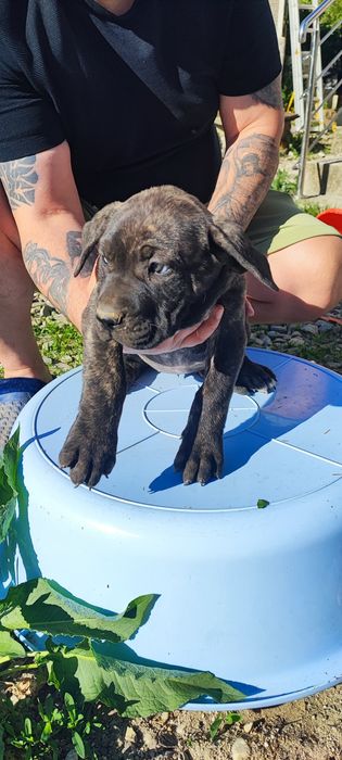 Catea presa canario