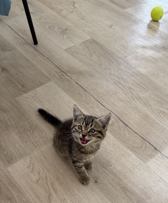 Котенок Девочка в ДОБРЫЕ руки!!!