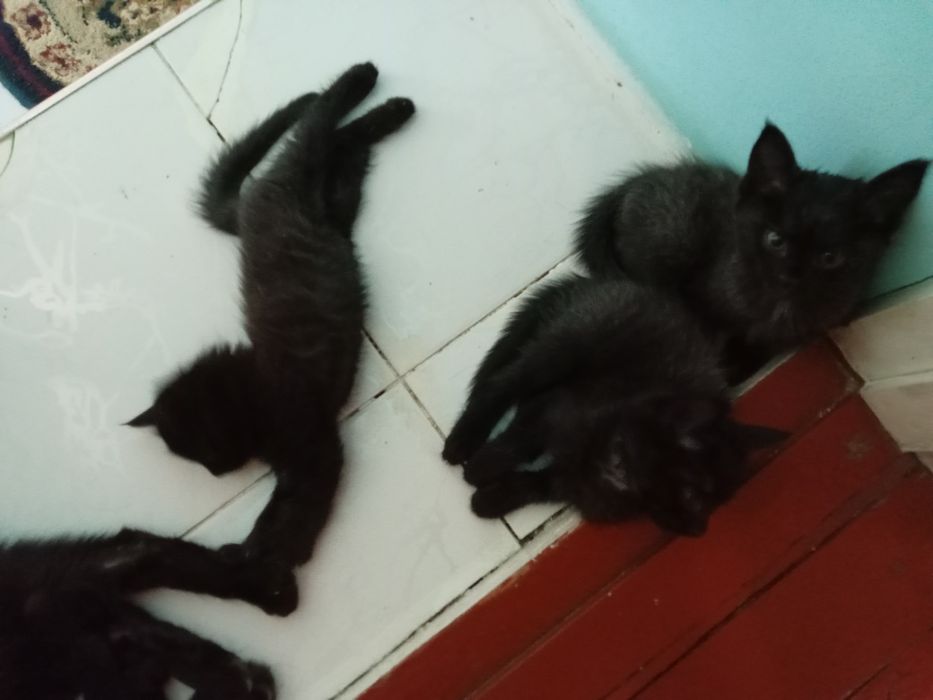 Котята в добрые руки