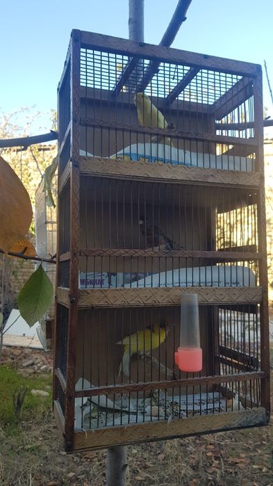 Кенер продаётся взрослый паюши красний дерева