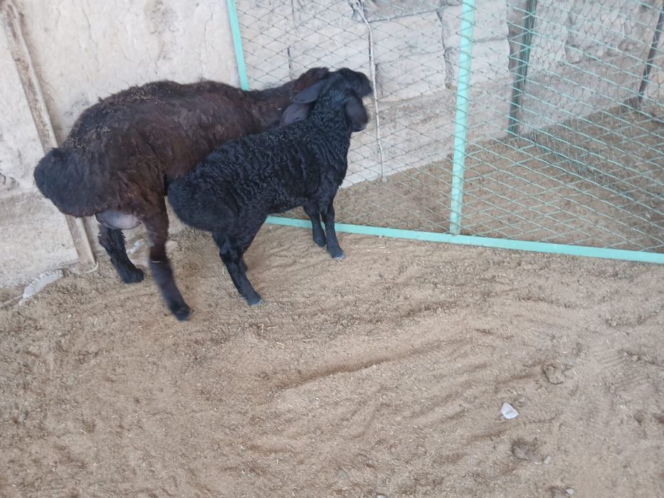 Қозылы қой сатылымда