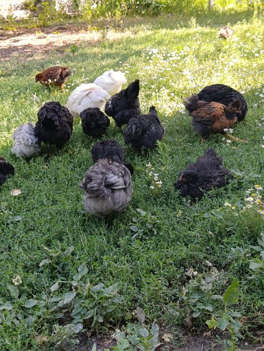 Продам домашних цыплят