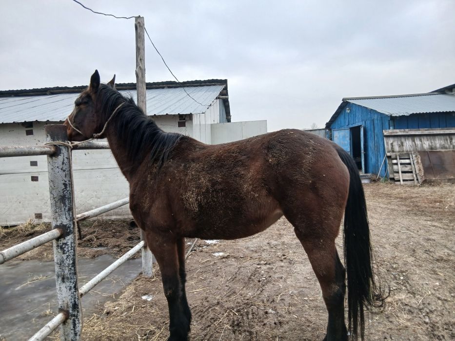 Су жорга бие сатылады.