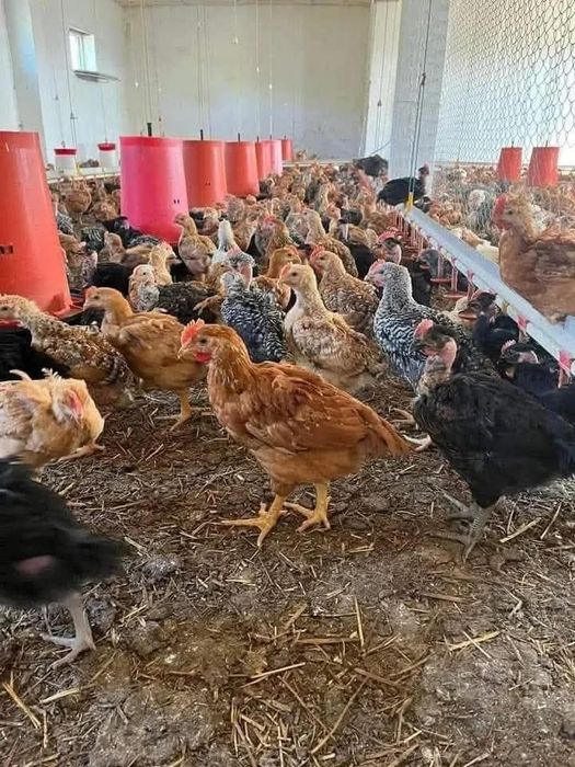 Oferim spre vânzare pui rasa mixta porumbaci rosi kabir