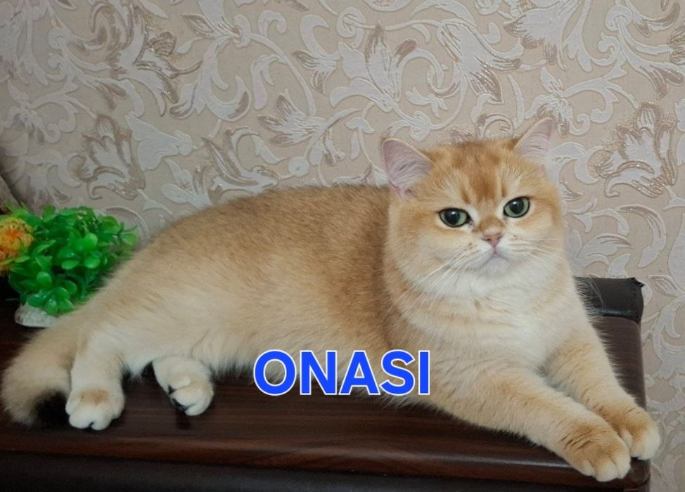 Mushuk zalatoy shinshila NY12