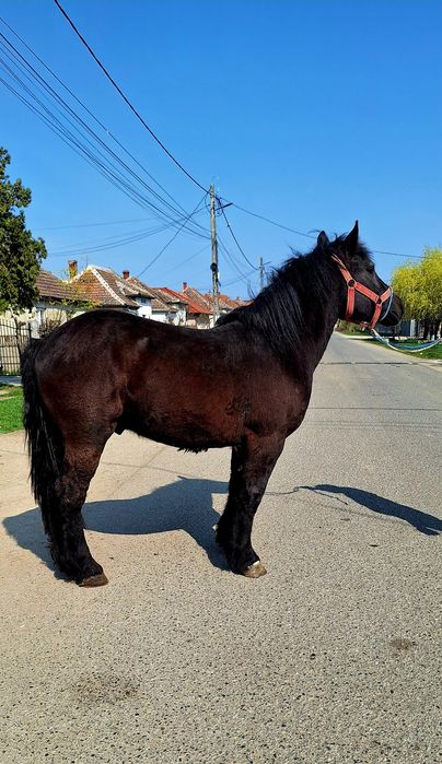 Van un manz de 2 ani