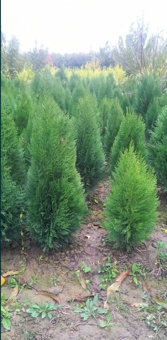 Арчалар хлма хил турдаги ва хлма хил размердаги