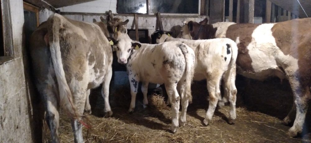 Vaci și Vițele de Vînzare