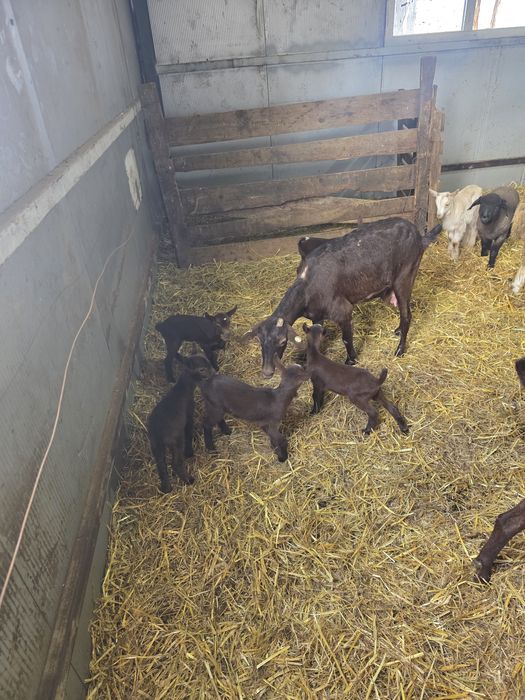 Capre murcuiana granadina de vanzare