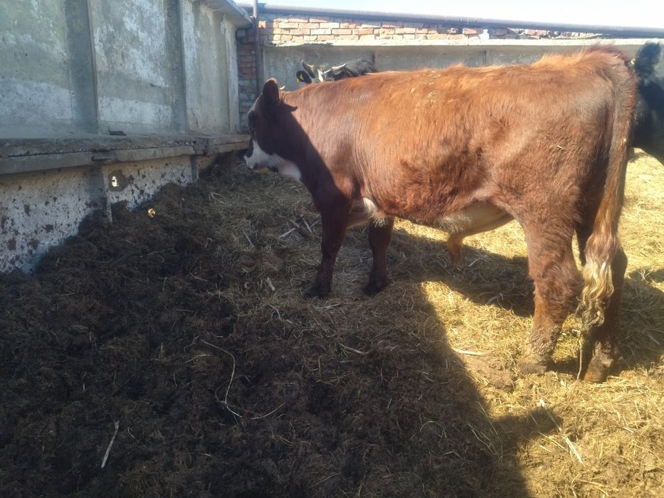 Продам быков ...