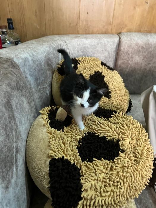 Котята домашние маленькие