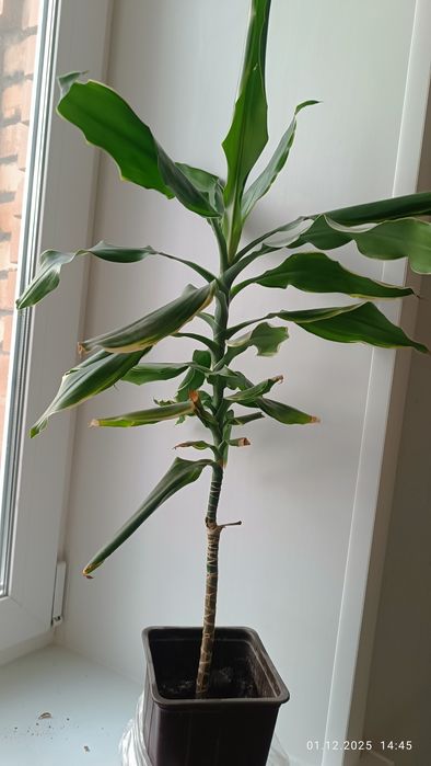 Оксалис Кислица фиолет.