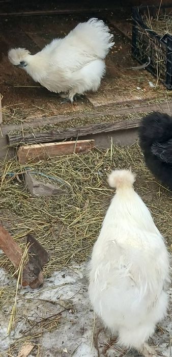 Mătase japoneza si rațe leșești