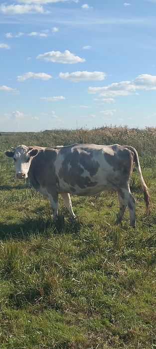 Продам 8 коров и 2 теленка