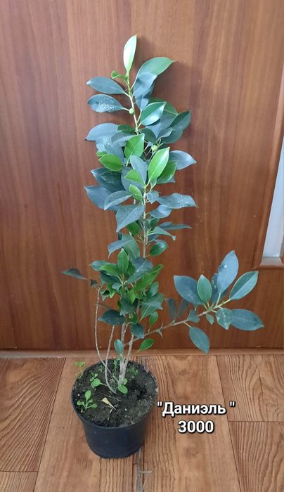 Фикусы.  различных сортов.