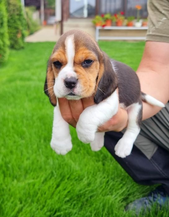 Beagle tricolor mascul