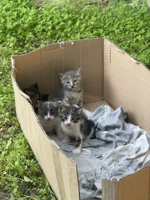 Котята отдам даром