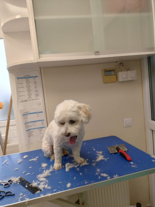 Tuns catei mici sector 6