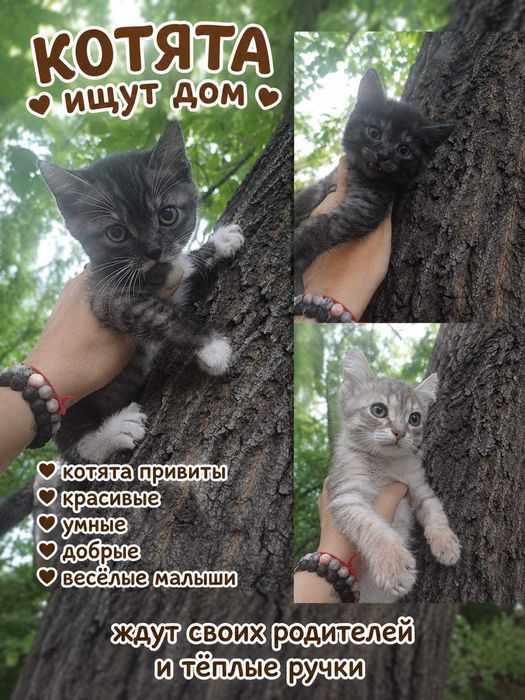 котята в добрые руки