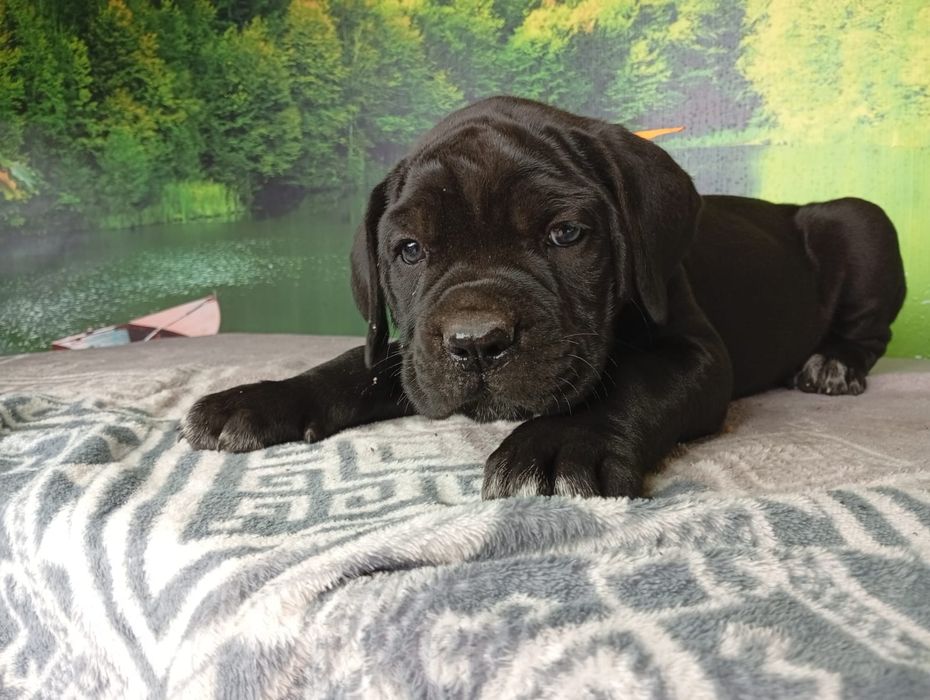 Кане Корсо cane Corso Italiano