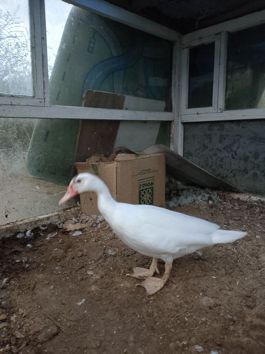 Продам индо утку