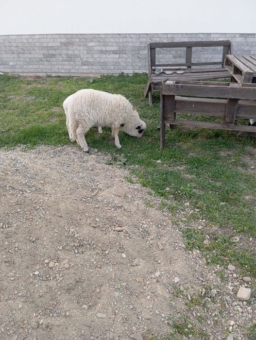 Miel de vânzare, 25 de lei/kg