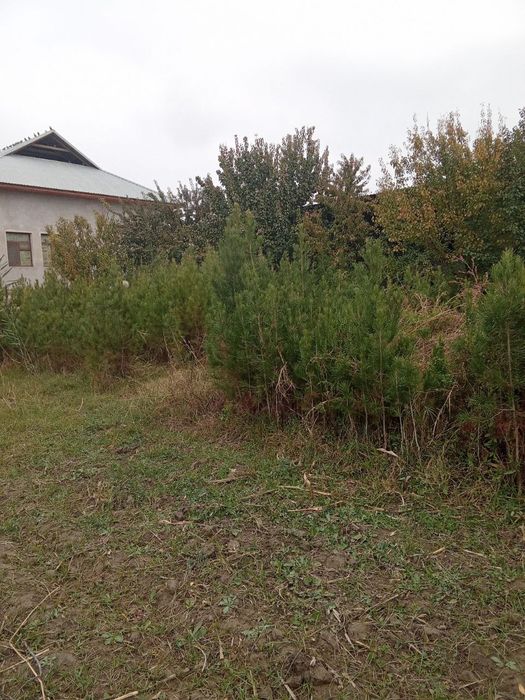 Mожжевельник Archa (SASNA)