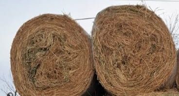 Vând baloti de lucerna