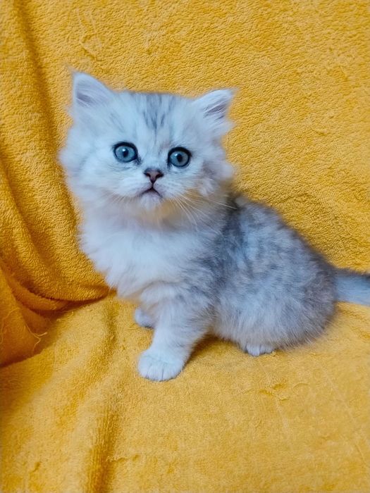 ШотЛандСкие КотЯта -
